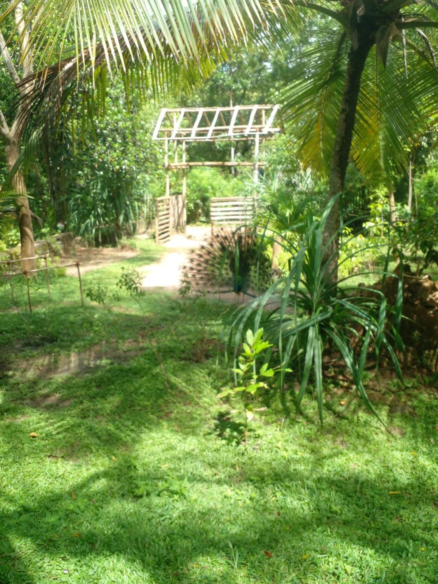 טנגלה Home In The Island מראה חיצוני תמונה