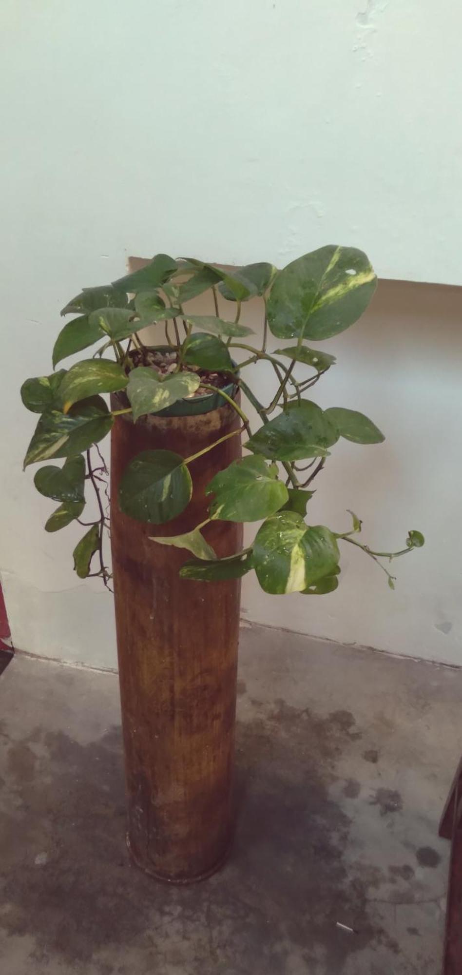 טנגלה Home In The Island מראה חיצוני תמונה