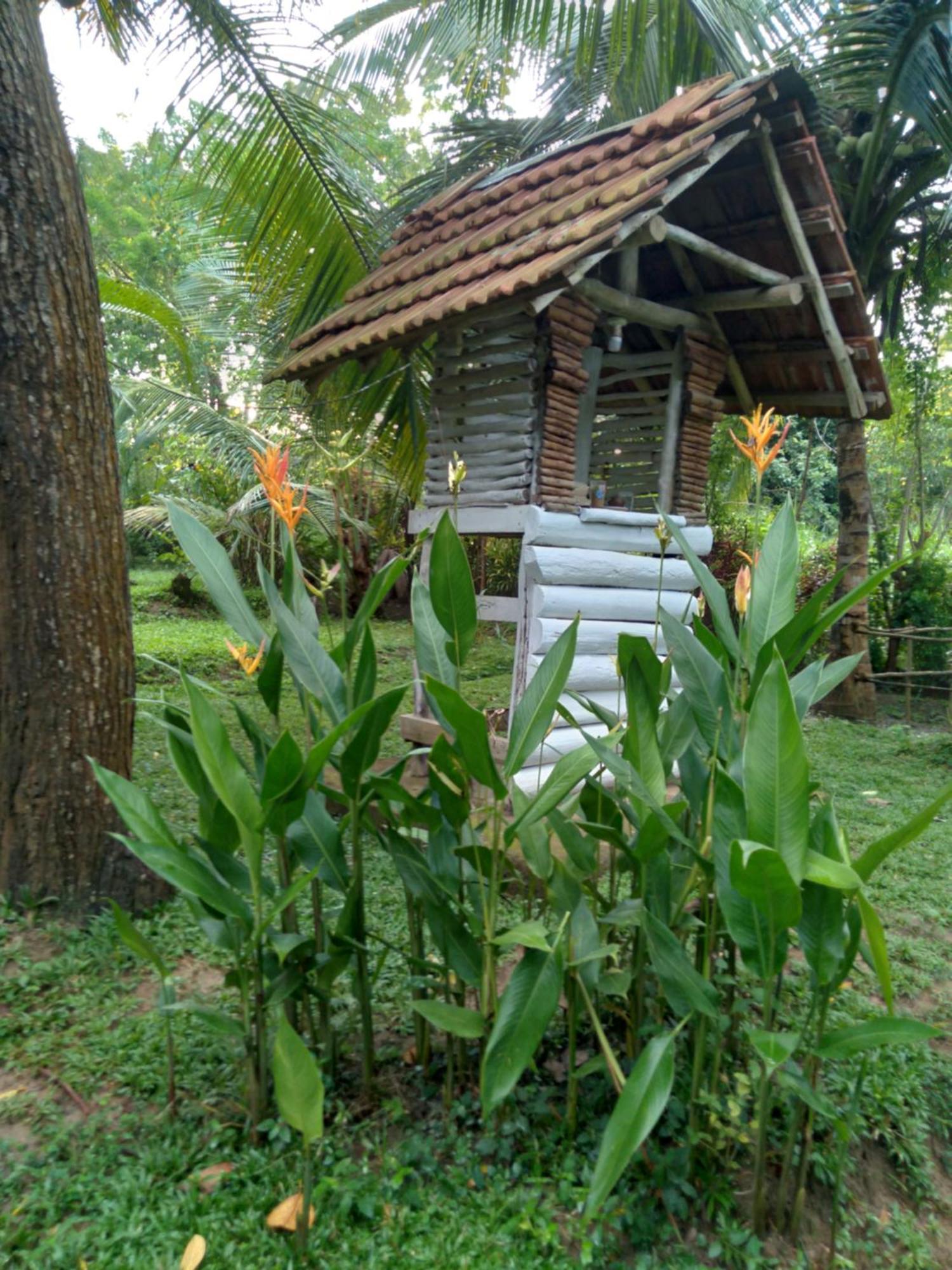 טנגלה Home In The Island מראה חיצוני תמונה